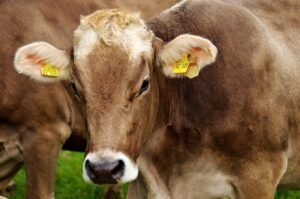 Materias primas en el sector agroalimentario