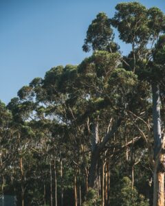 La CEG llama al equilibrio y a la apuesta por la eficiencia y la productividad en cuanto al aprovechamiento de los recursos forestales gallegos