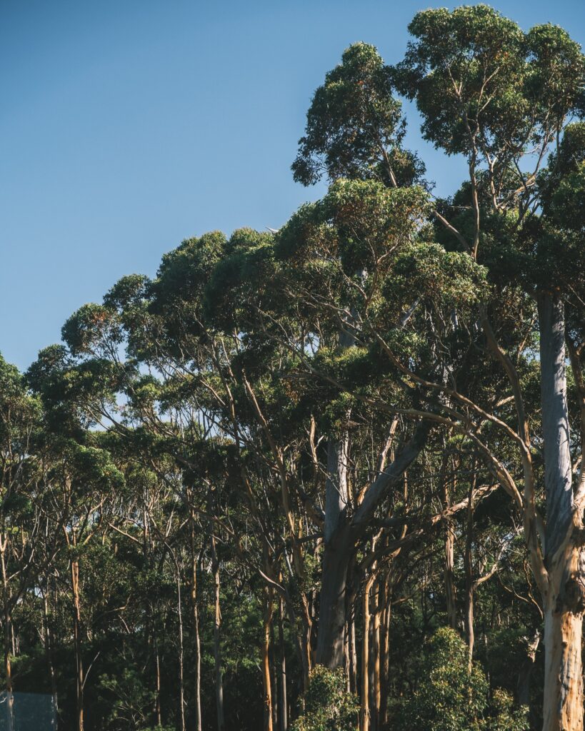 La CEG llama al equilibrio y a la apuesta por la eficiencia y la productividad en cuanto al aprovechamiento de los recursos forestales gallegos